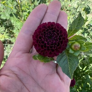 Dahlia Pom pon/Pom pom (Pompon)
