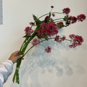 Centranthus ruber Albus (Red Valerian)