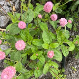 Gomphrena globosa (Globe Amaranth)
