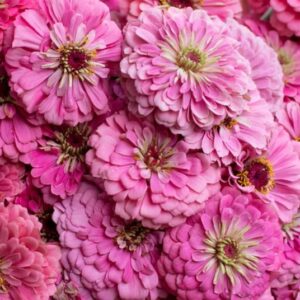 Zinnia elegans Benarys Giant Bright Pink