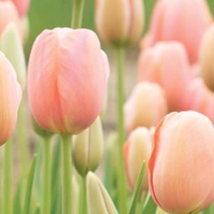 Tulipa Menton (Tulip Menton)