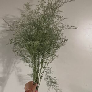 Limonium gmelinii (Siberian Statice)