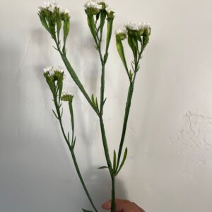 Limonium sinuatum (Statice)