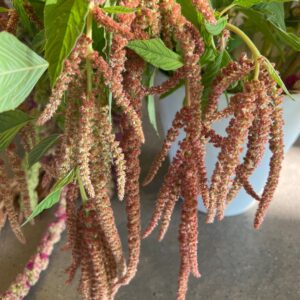 Amaranthus caudatus Coral Fountains