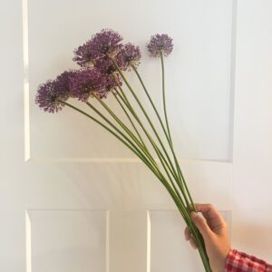 Allium aflatunense (Purple Sensation)