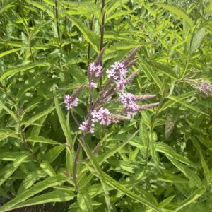 Line Flowers