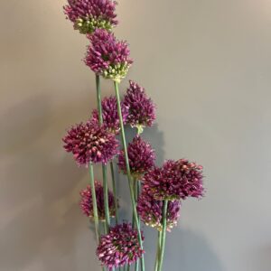 Allium sphaerocephalon (Drumstick Allium)