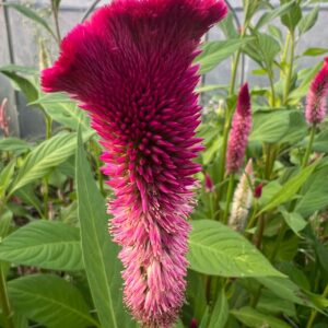 Celosia