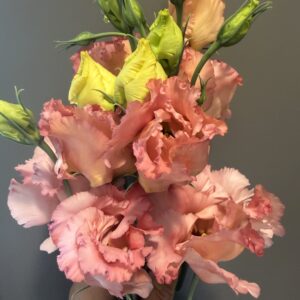 Lisianthus