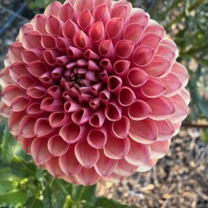 Dahlia Valley Rust Bucket