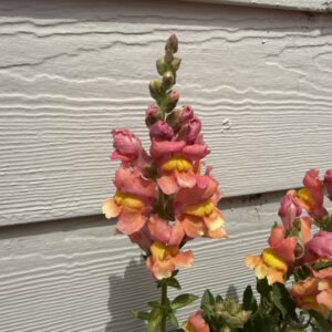 Antirrhinum majus Rocket (Snapdragon)