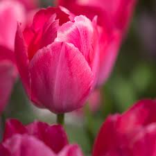 Tulipa Lady Van Eijk (Single Tulip)