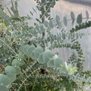 Foliage, Greens and Branches