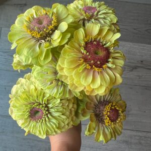 Zinnia elegans Queeny Lime