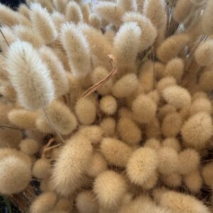 Lagurus ovatus (Bunny Tail Grass)