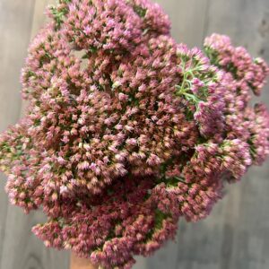 Hylotelephium spectabile Autumn Joy (Sedum)