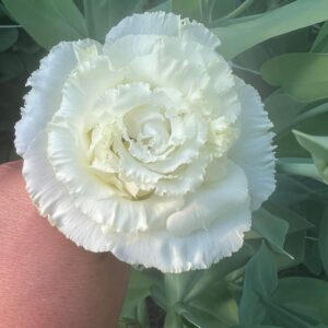 Eustoma grandiflorum Voyage (Lisianthus)