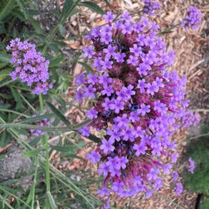 Verbena bonariensis (Purple Top Verbena)