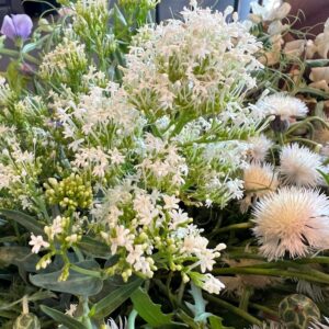 Centranthus ruber Albus (Red Valerian)