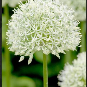 Allium x Mount Everest (Giant Allium)