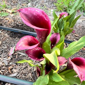 Zantedeschia aethiopica (Calla Lily)