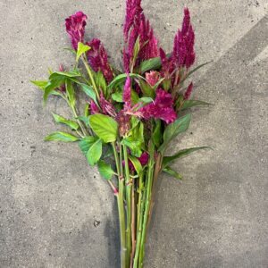 Celosia argentea var. plumosa Sunday Series