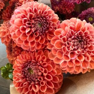 Dahlia Cornel Bronze