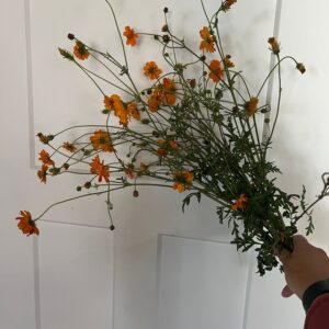 Cosmos