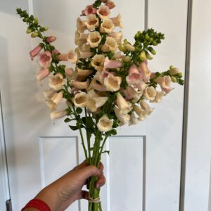 Digitalis purpurea Dalmatian Peach (Foxglove)