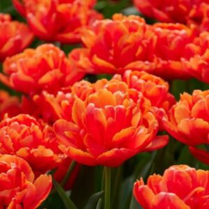 Tulips