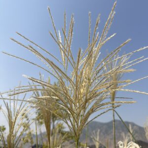 Grasses, Pods and Vines