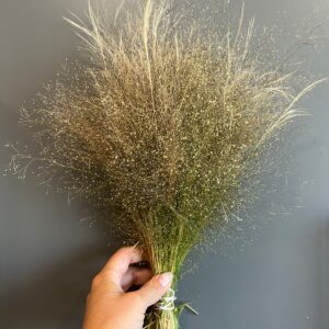 Agrostis nebulosa (Cloud Grass)
