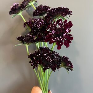 Scabiosa atropurpurea Black Knight (Pincushion Flower)