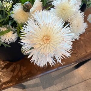 Centaurea moschata (Sweet Sultan)