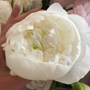 Paeonia lactiflora Duchesse De Nemours (Herbaceous Peony (Double))