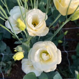 Eustoma grandiflorum Mariachi (Lisianthus)