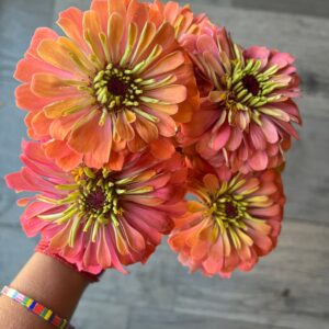 Zinnia elegans Aurora