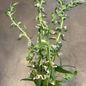 Digitalis lanata Cafe Cream (Foxglove)