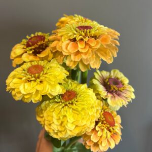 Zinnia elegans Queeny Lemon Peach