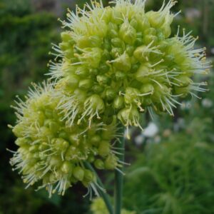 Allium (Ornamental Onion)