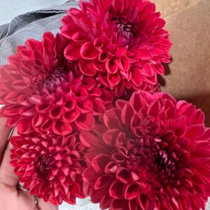 Dahlias