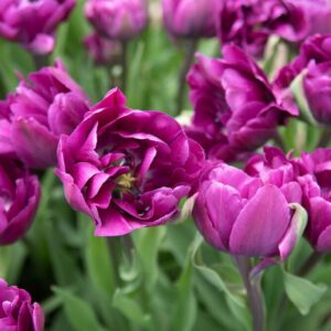 Tulipa Negrita Double (Tulip Negrita Double)
