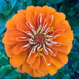 Zinnias